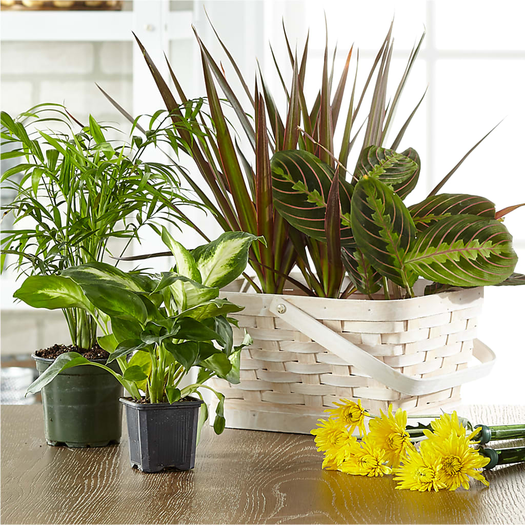 Florist Designed Blooming and Green Plants in a Basket – Henderson Florist, Lebanon TN