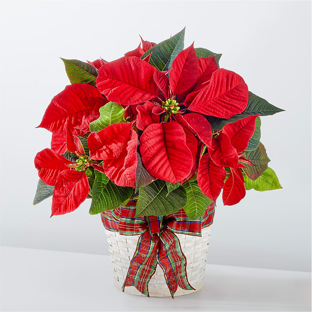 Happiest Holidays Poinsettia – Henderson Florist, Lebanon TN