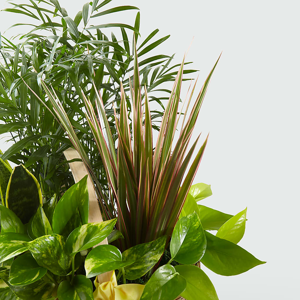 French Garden – Henderson Florist, Lebanon TN