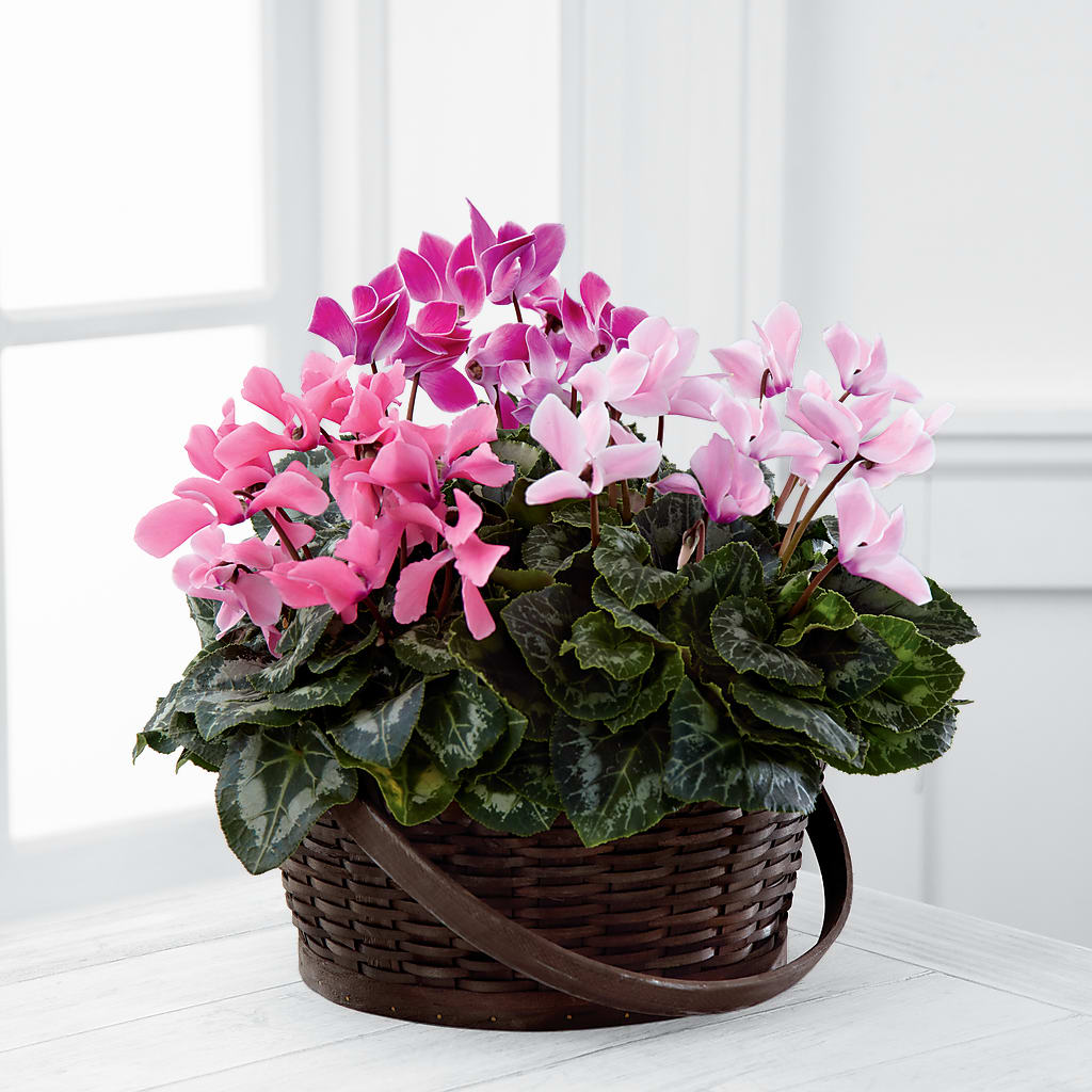 Mixed Cyclamen Planter – Henderson Florist, Lebanon TN