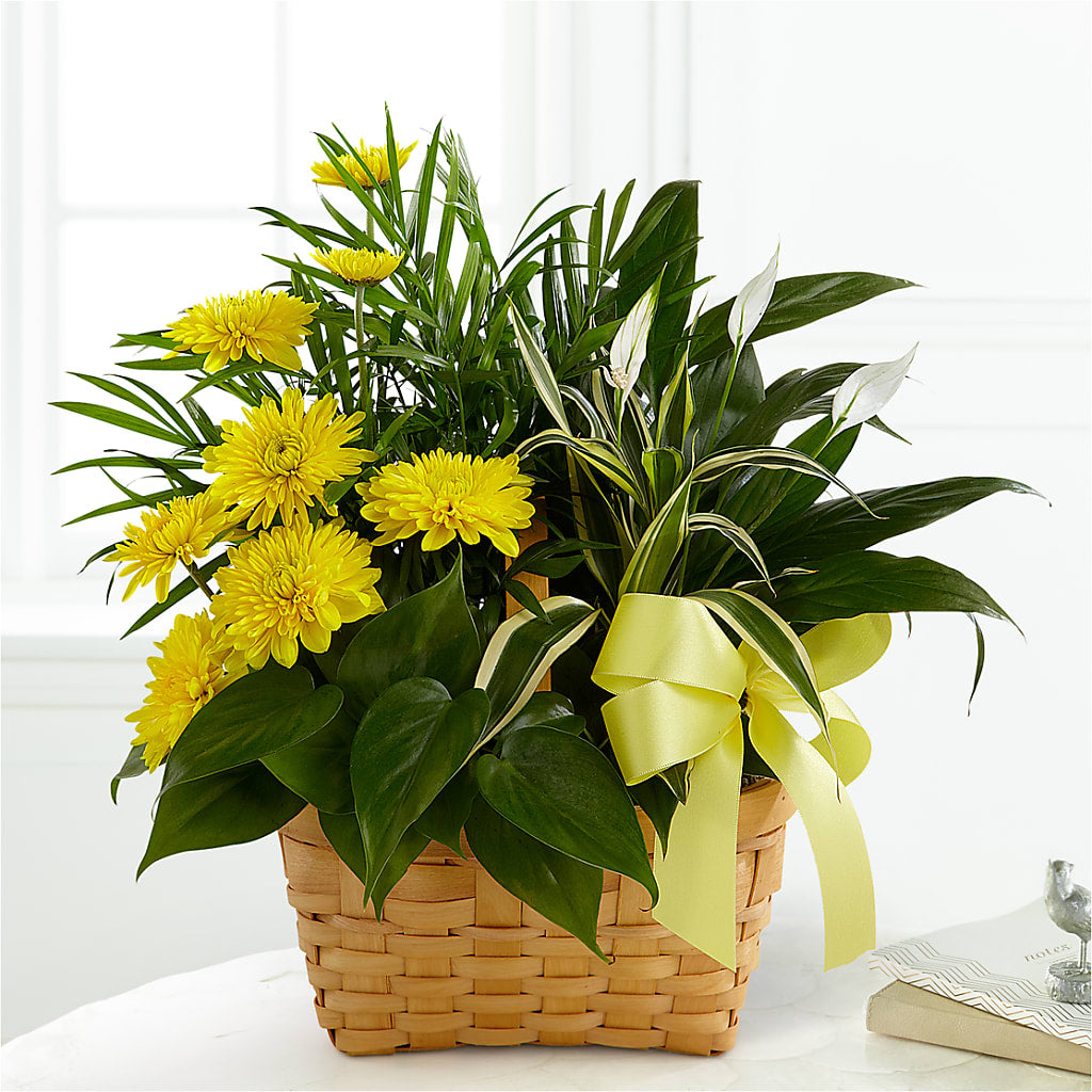 Loving Light Dishgarden – Henderson Florist, Lebanon TN