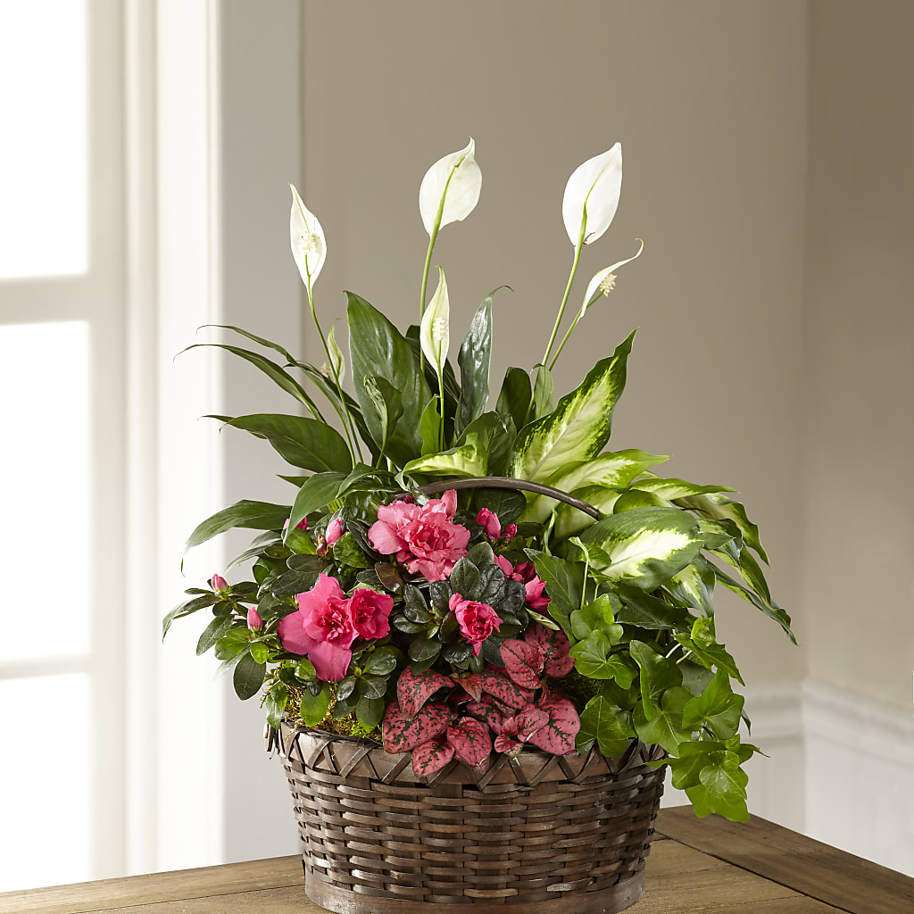 Dream in Pink Dishgarden – Henderson Florist, Lebanon TN