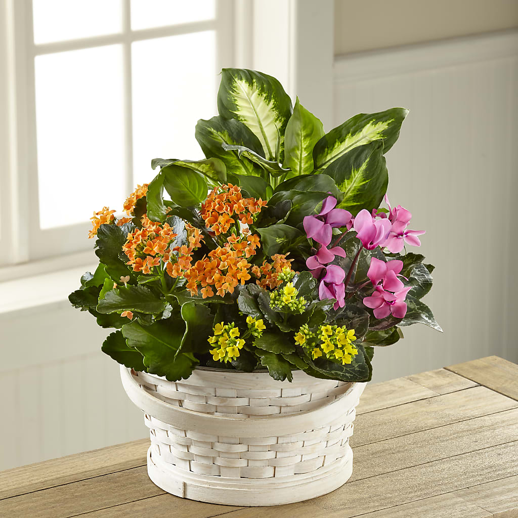 Color Crush Dishgarden – Henderson Florist, Lebanon TN