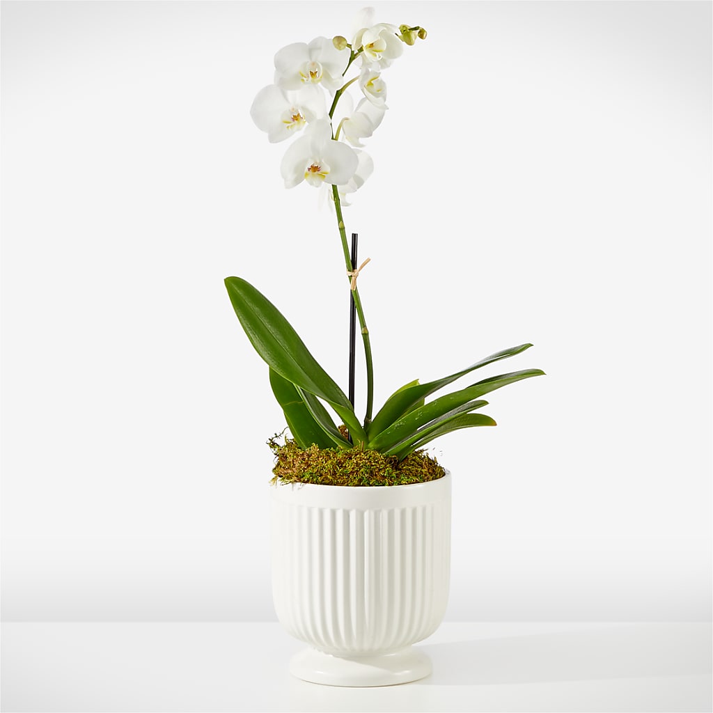 Whispering White Orchid – Henderson Florist, Lebanon TN