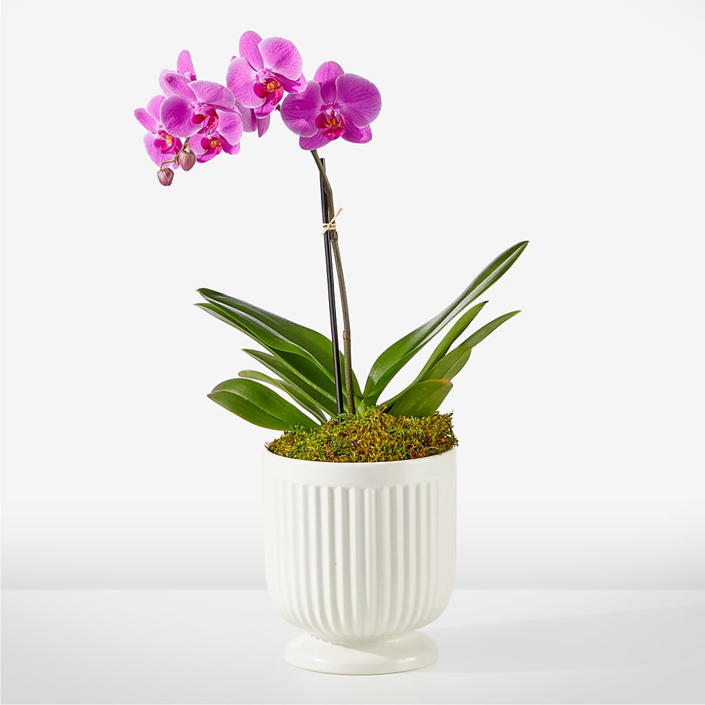 Friendly Fuchsia Orchid – Henderson Florist, Lebanon TN