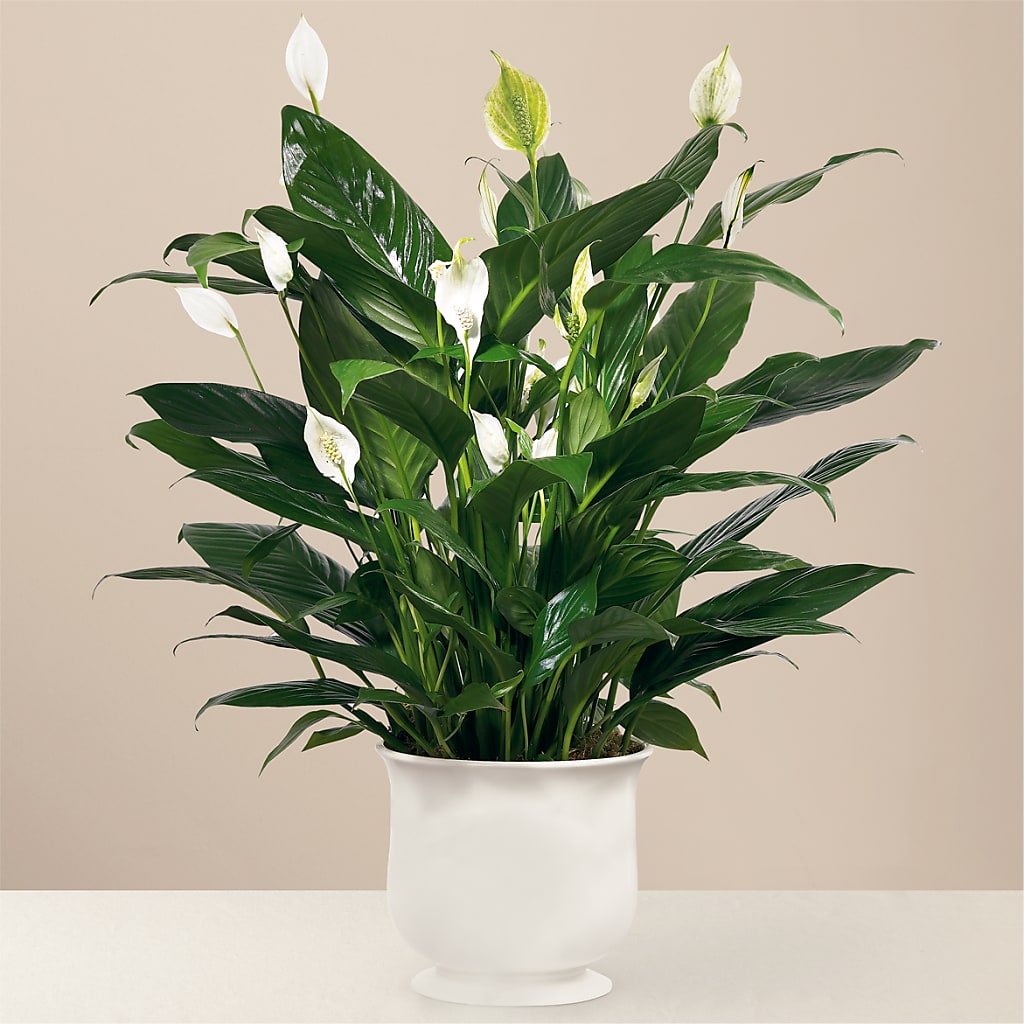Comfort Planter – Henderson Florist, Lebanon TN