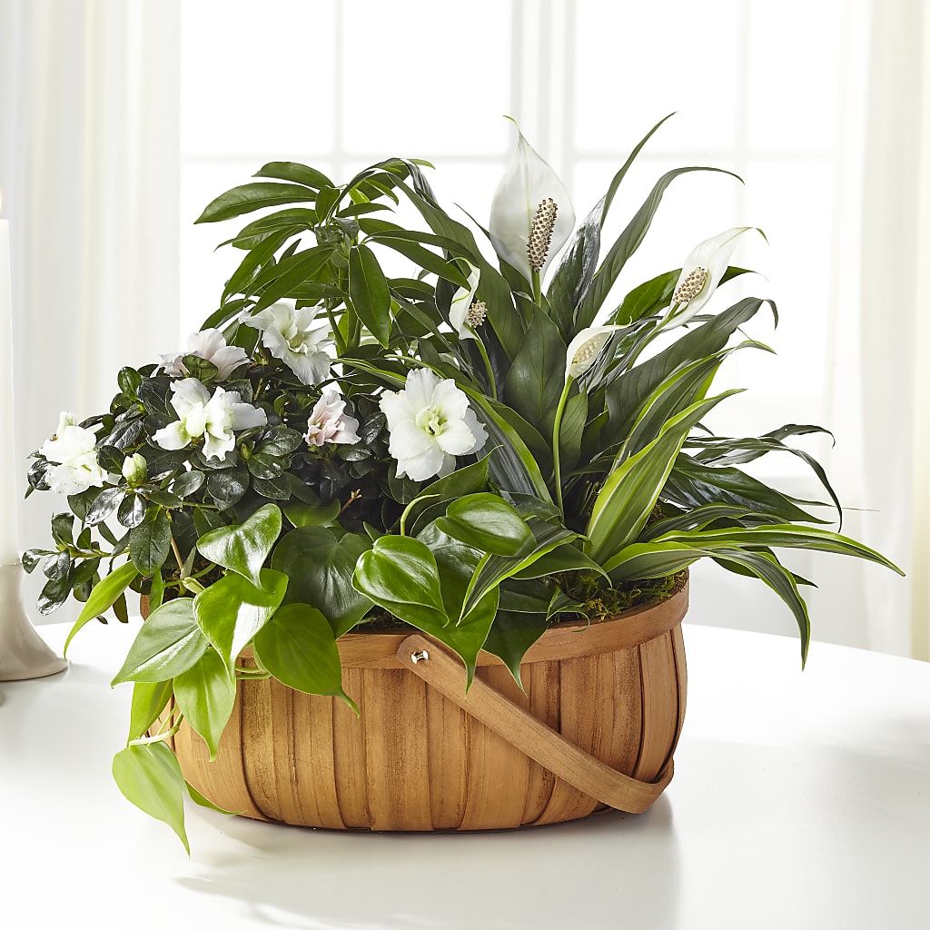 Serene Dishgarden – Henderson Florist, Lebanon TN