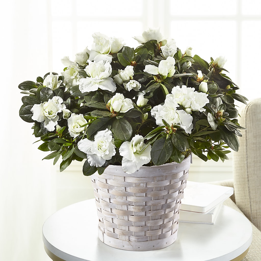 White Azalea Plant – Henderson Florist, Lebanon TN