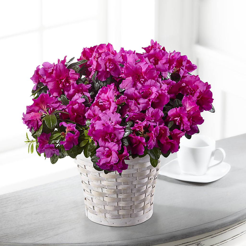 Hope & Serenity Azalea Plant – Henderson Florist, Lebanon TN