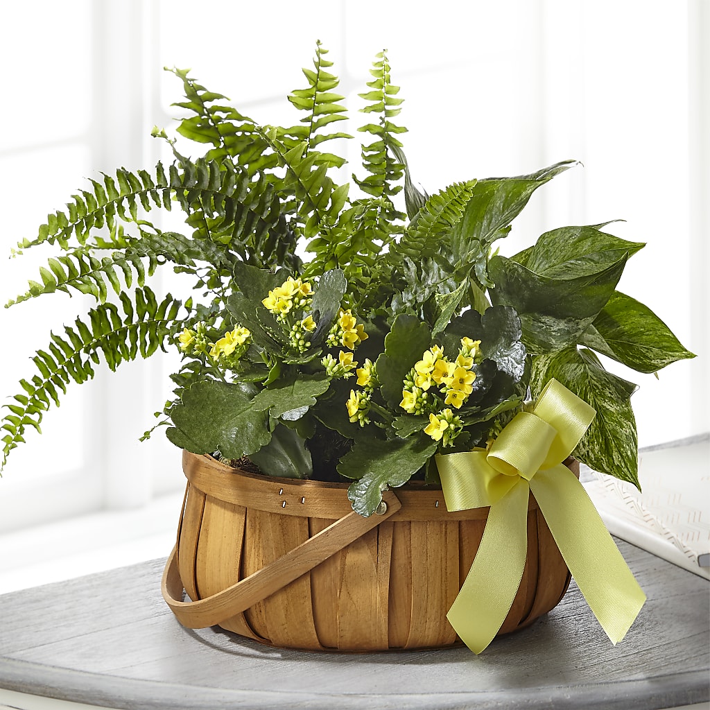 Always Dear Dishgarden – Henderson Florist, Lebanon TN
