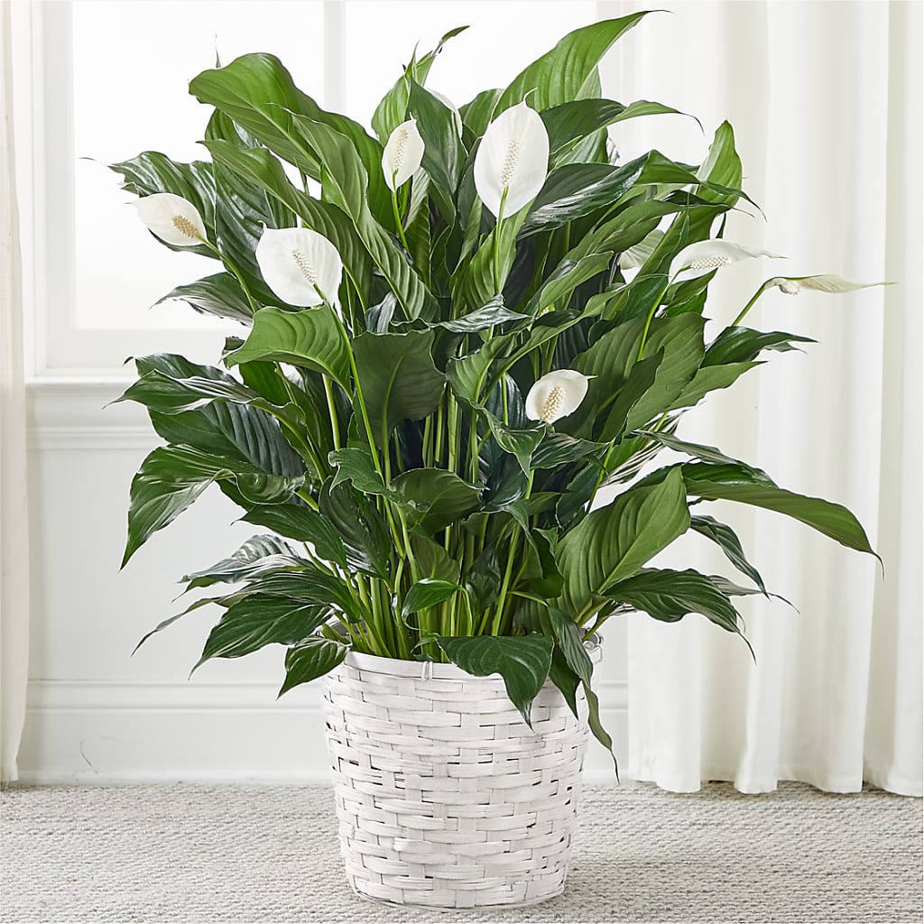 A New Leaf Peace Lily – Henderson Florist, Lebanon TN