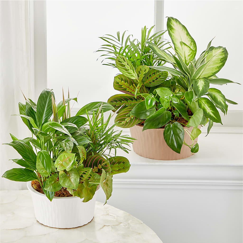 Balance & Harmony Dishgarden – Henderson Florist, Lebanon TN