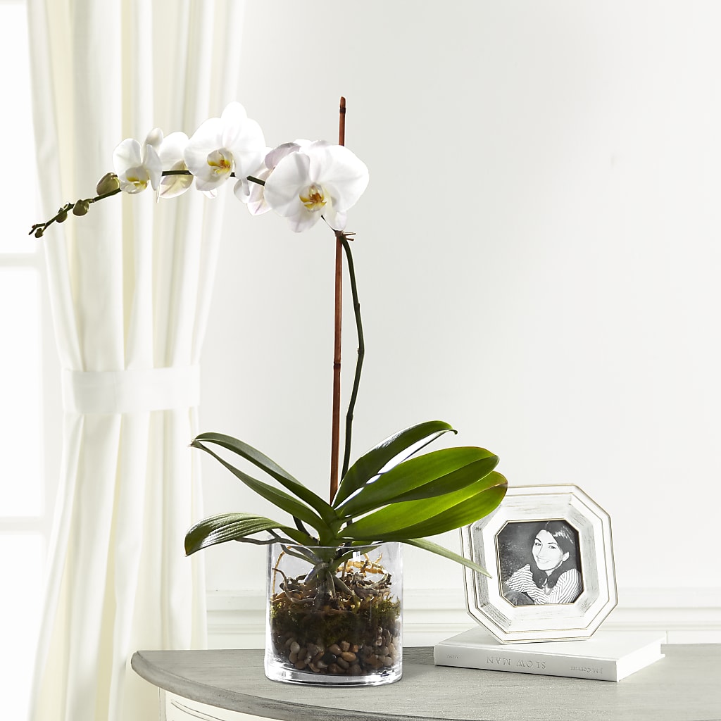 White Orchid Planter – Henderson Florist, Lebanon TN