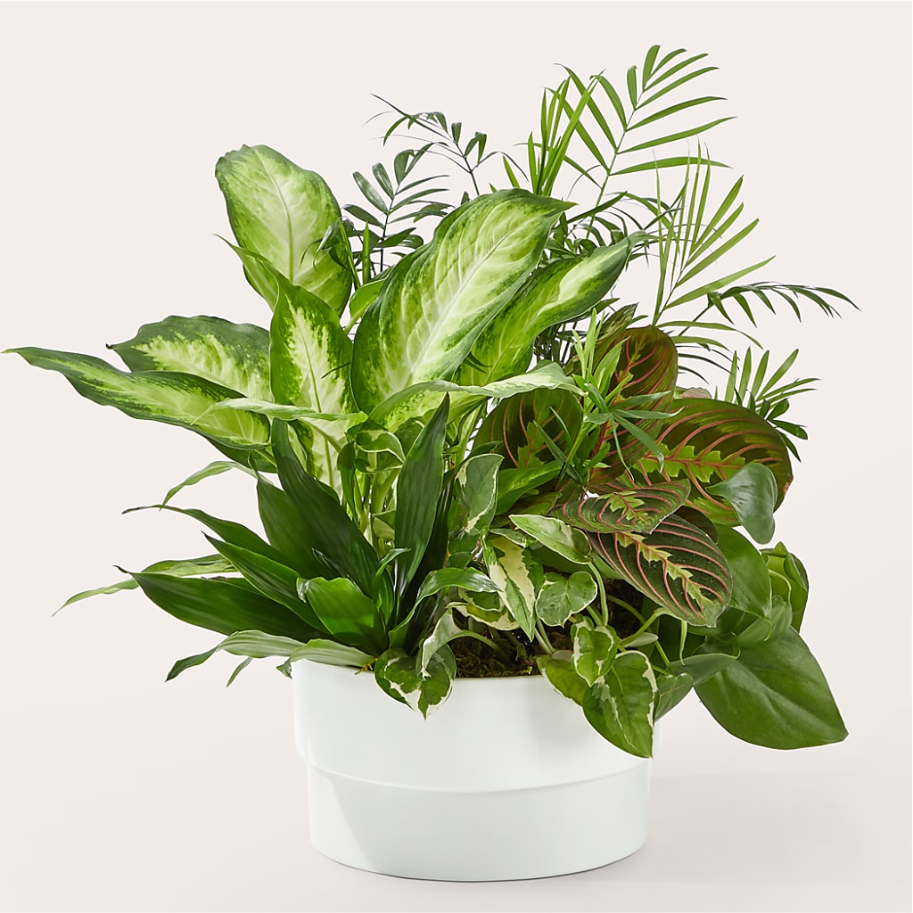 Radiating Positivity Dishgarden – Henderson Florist, Lebanon TN
