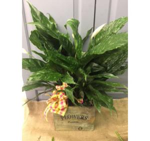 013 –  Henderson Florist, Lebanon TN