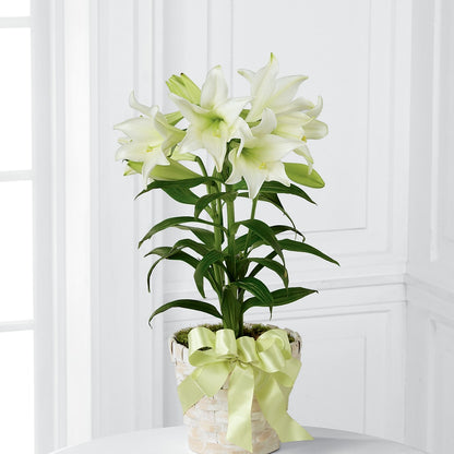 Easter Lily Plant –  Henderson Florist, Lebanon TN