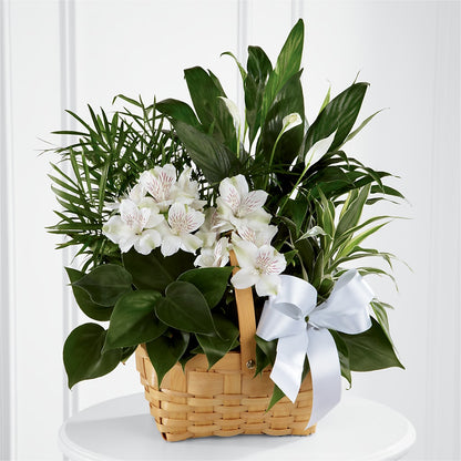 Peace & Serenity Dishgarden –  Henderson Florist, Lebanon TN
