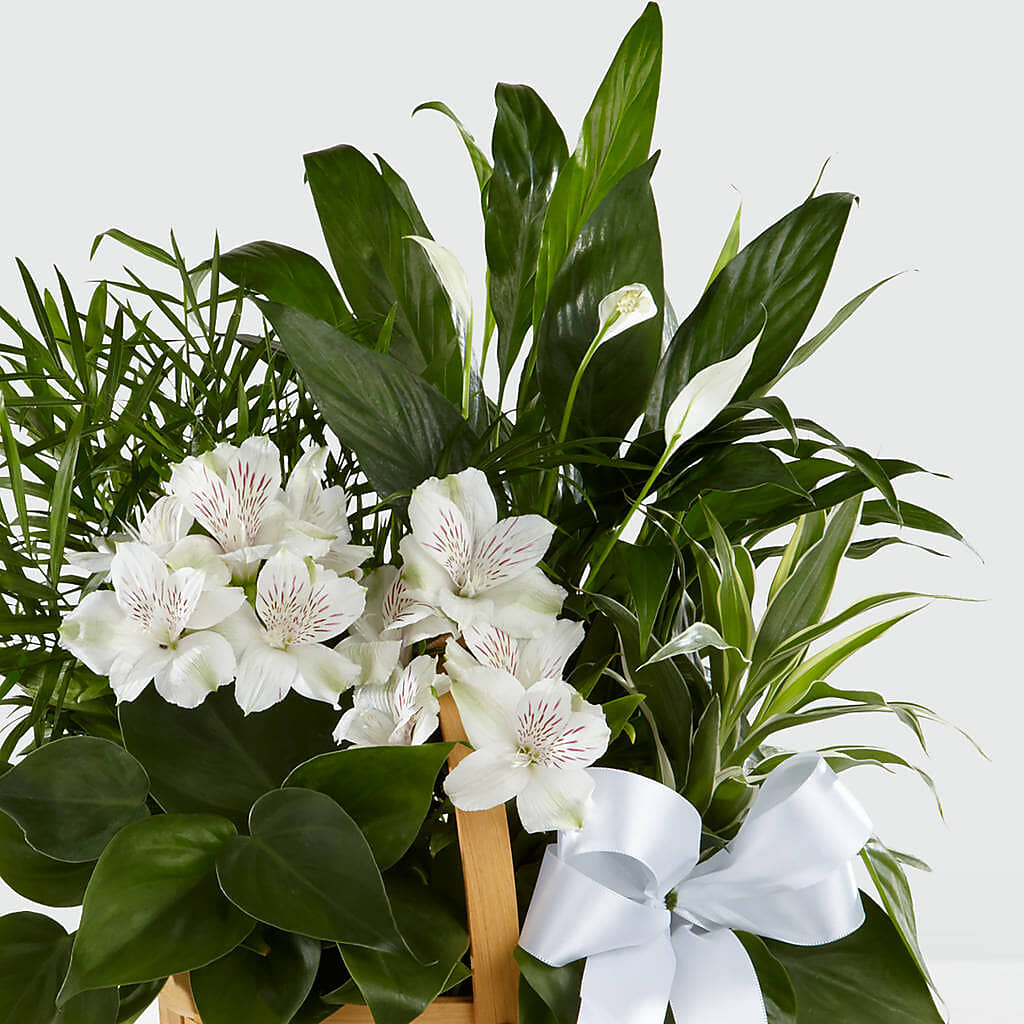 Peace & Serenity Dishgarden –  Henderson Florist, Lebanon TN