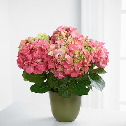 Pink Hydrangea Planter –  Henderson Florist, Lebanon TN
