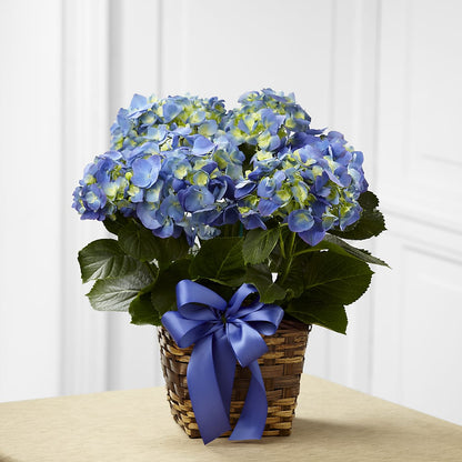 Blue Hydrangea Planter –  Henderson Florist, Lebanon TN