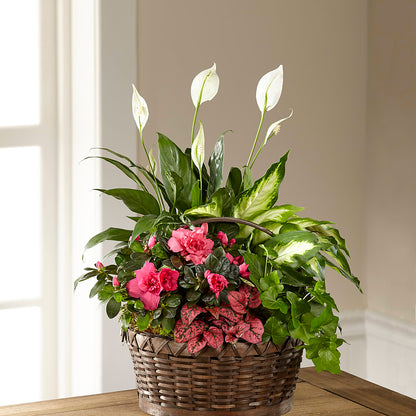 Dream in Pink Dishgarden –  Henderson Florist, Lebanon TN