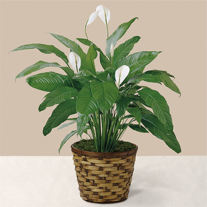 Tranquil Moments Peace Lily Plant –  Henderson Florist, Lebanon TN