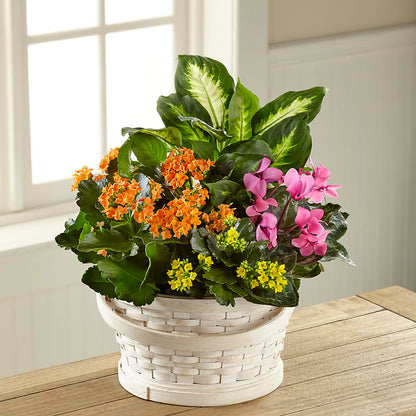 Color Crush Dishgarden –  Henderson Florist, Lebanon TN