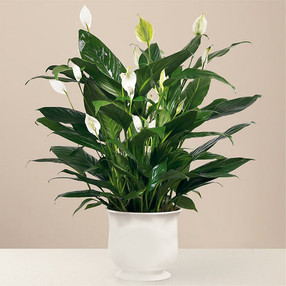 Comfort Planter –  Henderson Florist, Lebanon TN