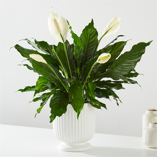 Comfort Planter –  Henderson Florist, Lebanon TN