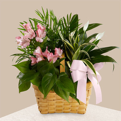 Living Spirit Dishgarden –  Henderson Florist, Lebanon TN