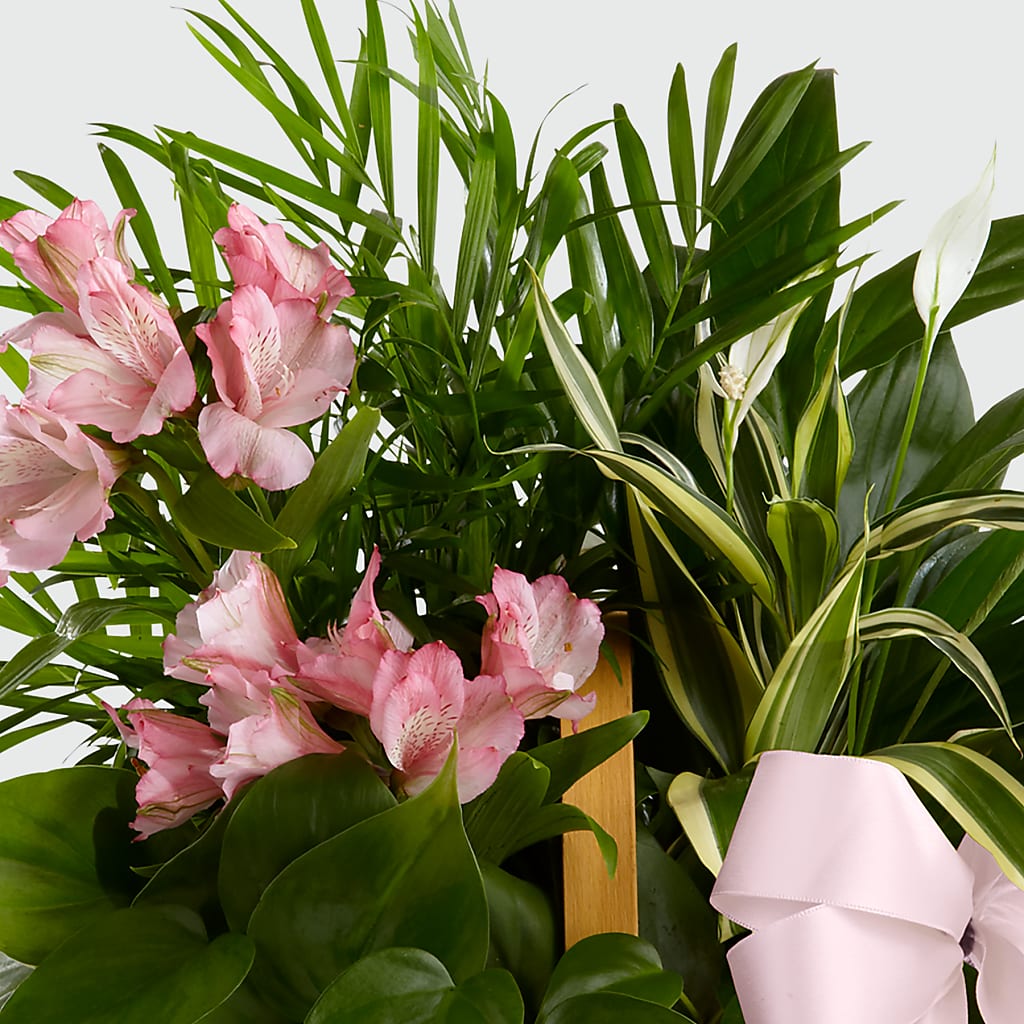 Living Spirit Dishgarden –  Henderson Florist, Lebanon TN