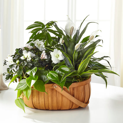 Serene Dishgarden –  Henderson Florist, Lebanon TN
