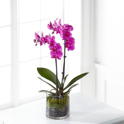 Pink Orchid Plant –  Henderson Florist, Lebanon TN