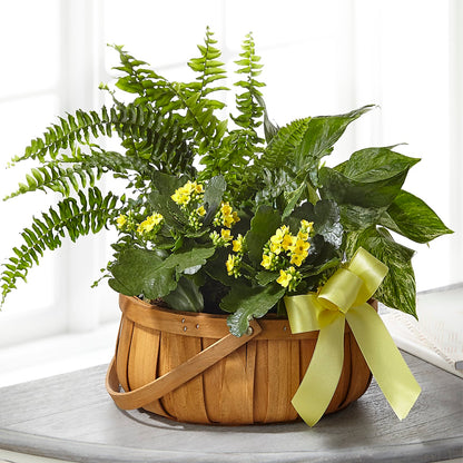 Always Dear Dishgarden –  Henderson Florist, Lebanon TN