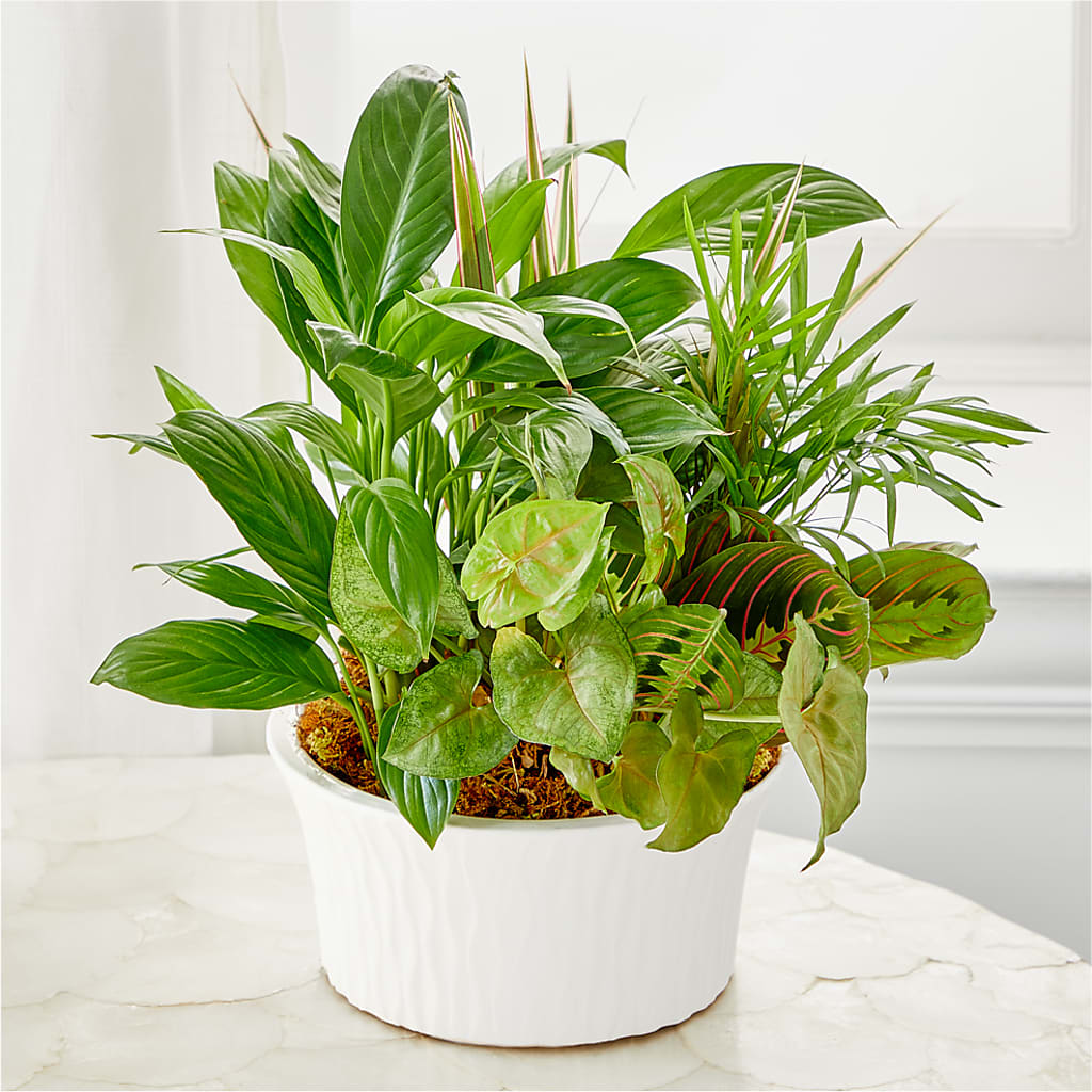 Balance & Harmony Dishgarden –  Henderson Florist, Lebanon TN
