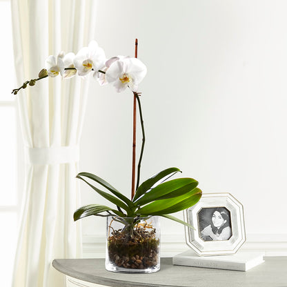 White Orchid Planter –  Henderson Florist, Lebanon TN