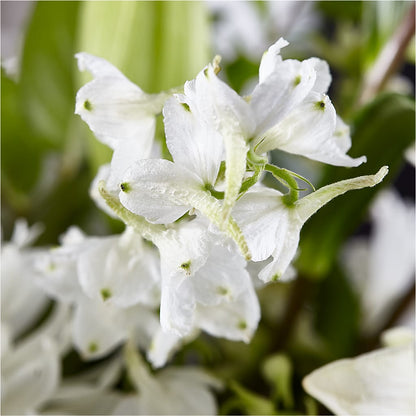 Classic Ivory – A Florist Original –  Henderson Florist, Lebanon TN